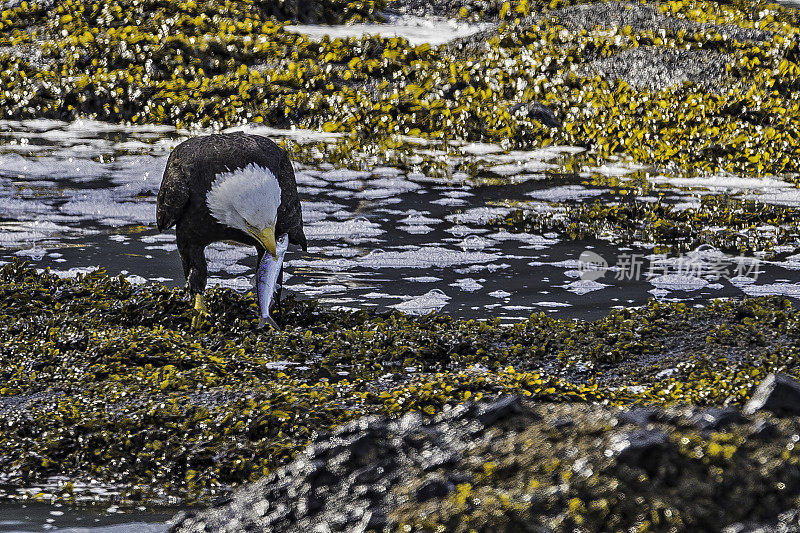 白头秃鹰(Haliaeetus leucocephalus)是一种食肉鸟，发现于阿拉斯加的锡特卡湾，阿拉斯加以鱼为食。